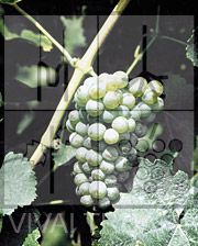 Foto di un grappolo d'uva di Silvaner WA 99